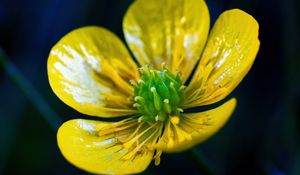 Preview wallpaper buttercup, flower, petals, pollen, macro