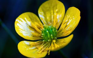 Preview wallpaper buttercup, flower, petals, pollen, macro