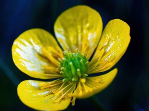 Preview wallpaper buttercup, flower, petals, pollen, macro