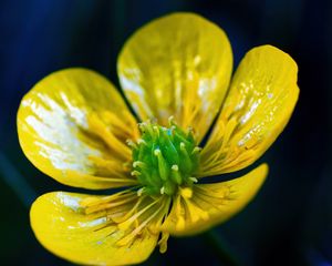 Preview wallpaper buttercup, flower, petals, pollen, macro