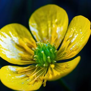 Preview wallpaper buttercup, flower, petals, pollen, macro