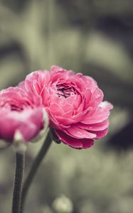 Preview wallpaper buttercup, flower, petals, pink, macro