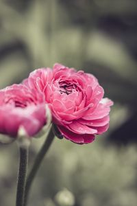 Preview wallpaper buttercup, flower, petals, pink, macro
