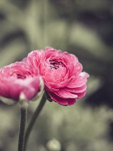 Preview wallpaper buttercup, flower, petals, pink, macro