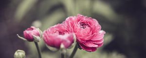 Preview wallpaper buttercup, flower, petals, pink, macro