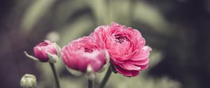 Preview wallpaper buttercup, flower, petals, pink, macro