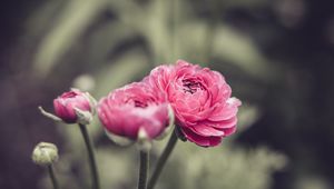 Preview wallpaper buttercup, flower, petals, pink, macro