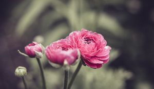 Preview wallpaper buttercup, flower, petals, pink, macro
