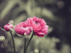 Preview wallpaper buttercup, flower, petals, pink, macro