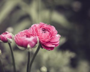 Preview wallpaper buttercup, flower, petals, pink, macro