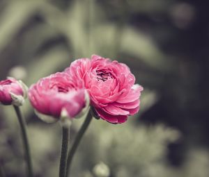 Preview wallpaper buttercup, flower, petals, pink, macro