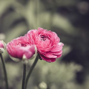 Preview wallpaper buttercup, flower, petals, pink, macro