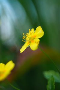 Preview wallpaper buttercup, flower, petals, yellow, macro, blur