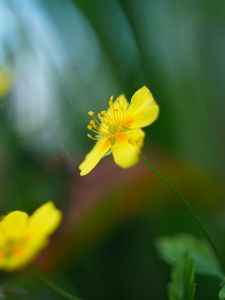 Preview wallpaper buttercup, flower, petals, yellow, macro, blur
