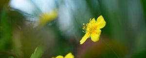 Preview wallpaper buttercup, flower, petals, yellow, macro, blur