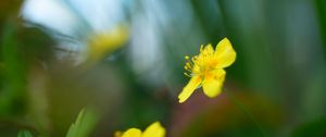 Preview wallpaper buttercup, flower, petals, yellow, macro, blur