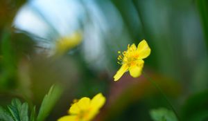 Preview wallpaper buttercup, flower, petals, yellow, macro, blur