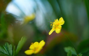 Preview wallpaper buttercup, flower, petals, yellow, macro, blur