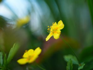 Preview wallpaper buttercup, flower, petals, yellow, macro, blur