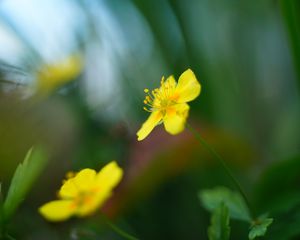 Preview wallpaper buttercup, flower, petals, yellow, macro, blur