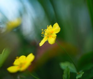 Preview wallpaper buttercup, flower, petals, yellow, macro, blur