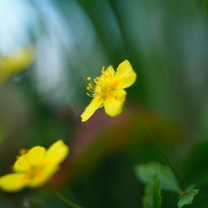 Preview wallpaper buttercup, flower, petals, yellow, macro, blur