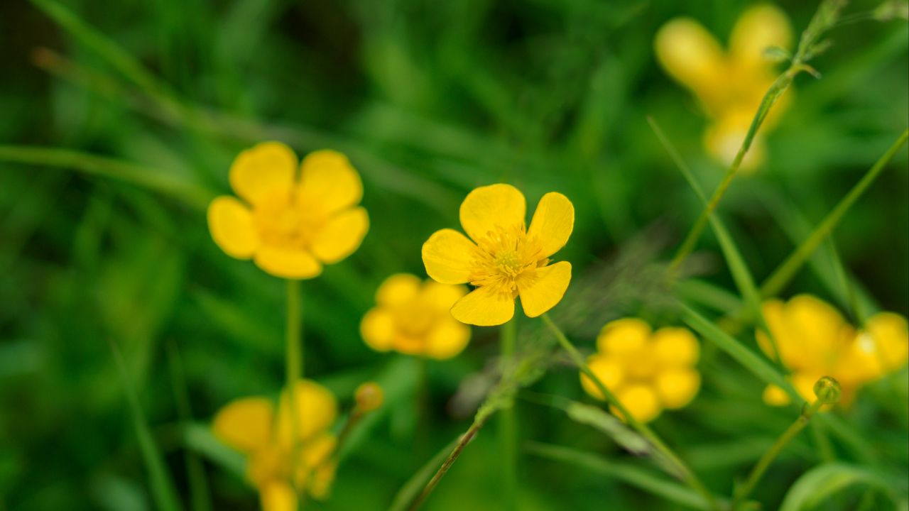 Wallpaper buttercup, flower, petals, yellow, macro, leaves