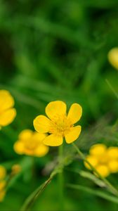 Preview wallpaper buttercup, flower, petals, yellow, macro, leaves
