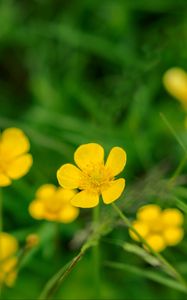 Preview wallpaper buttercup, flower, petals, yellow, macro, leaves