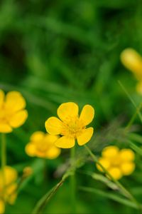 Preview wallpaper buttercup, flower, petals, yellow, macro, leaves