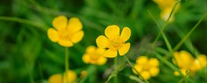 Preview wallpaper buttercup, flower, petals, yellow, macro, leaves