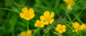 Preview wallpaper buttercup, flower, petals, yellow, macro, leaves