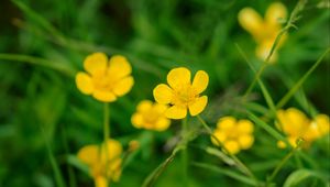 Preview wallpaper buttercup, flower, petals, yellow, macro, leaves