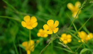 Preview wallpaper buttercup, flower, petals, yellow, macro, leaves