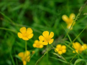 Preview wallpaper buttercup, flower, petals, yellow, macro, leaves