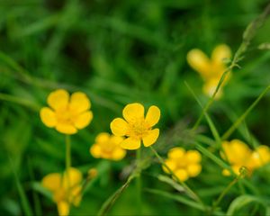 Preview wallpaper buttercup, flower, petals, yellow, macro, leaves