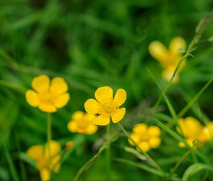 Preview wallpaper buttercup, flower, petals, yellow, macro, leaves