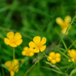 Preview wallpaper buttercup, flower, petals, yellow, macro, leaves