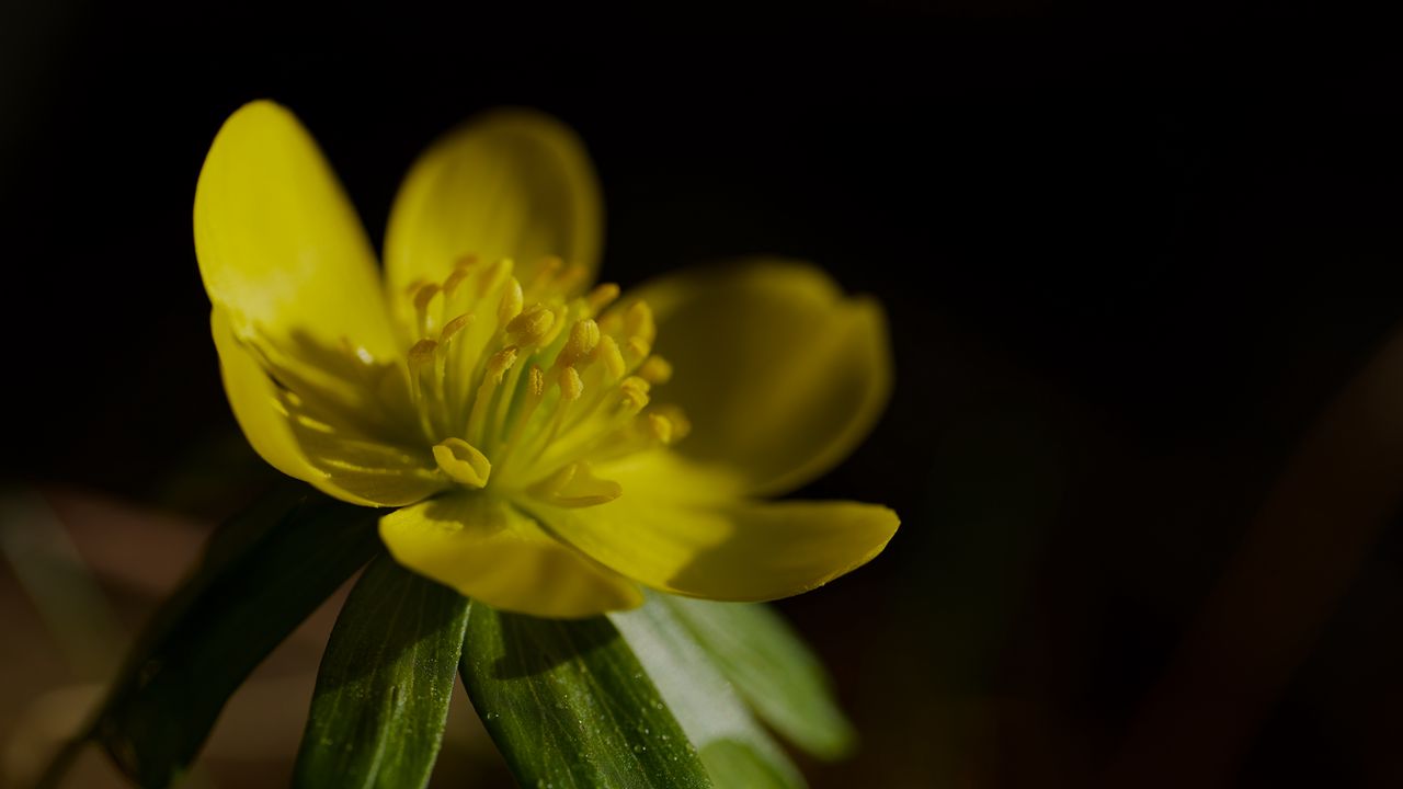 Wallpaper buttercup, macro, flower, petals, plant, leaf, nature
