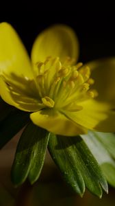 Preview wallpaper buttercup, macro, flower, petals, plant, leaf, nature