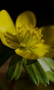 Preview wallpaper buttercup, macro, flower, petals, plant, leaf, nature