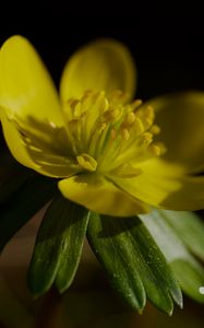 Preview wallpaper buttercup, macro, flower, petals, plant, leaf, nature