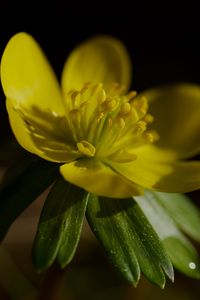 Preview wallpaper buttercup, macro, flower, petals, plant, leaf, nature