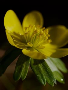 Preview wallpaper buttercup, macro, flower, petals, plant, leaf, nature