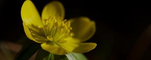 Preview wallpaper buttercup, macro, flower, petals, plant, leaf, nature