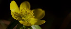 Preview wallpaper buttercup, macro, flower, petals, plant, leaf, nature