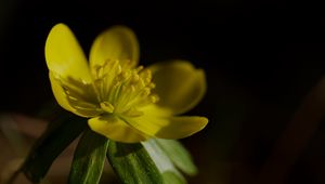 Preview wallpaper buttercup, macro, flower, petals, plant, leaf, nature