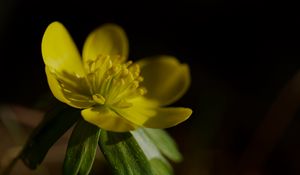 Preview wallpaper buttercup, macro, flower, petals, plant, leaf, nature