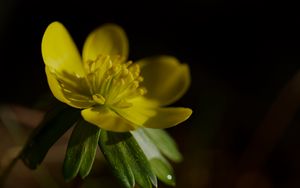 Preview wallpaper buttercup, macro, flower, petals, plant, leaf, nature