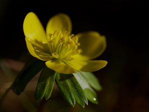 Preview wallpaper buttercup, macro, flower, petals, plant, leaf, nature